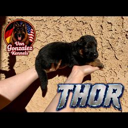 Thor - Black and red male German Shepherd puppy in Quartz Hill, California from Von Gonzalez Kennel