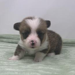 Stella - Brindle and white female American Corgi puppy in Waco, Texas from The Comma Corgis