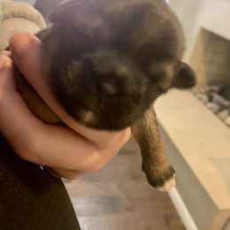 Girl 1 - Shih Tzu puppy in Chesapeake, Virginia from Gogol Family Shih Tzus