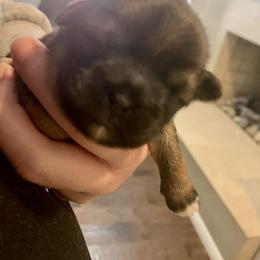Girl 1 - Shih Tzu puppy in Chesapeake, Virginia from Gogol Family Shih Tzus