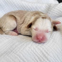 Honor - Red male Bernedoodle puppy in Warrior, Alabama from Elite Goldendoodles and Bernedoodles