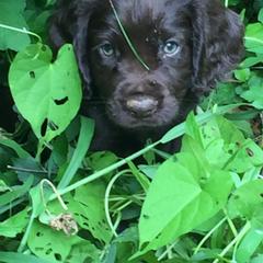 Boykin Spaniel Puppies from Bear Creek Boykin Spaniels
