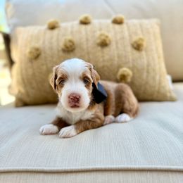 Liberty - Red female Bernedoodle puppy in Murray, Utah from Sun Valley Doodles