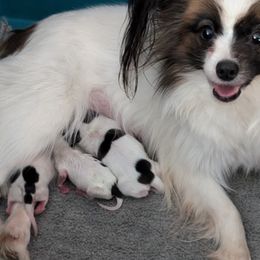 Papillons from Classy Country Papillons