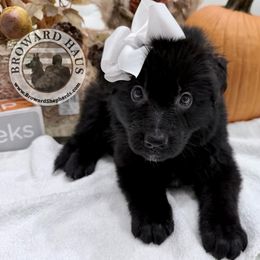 White Collar - Black female German Shepherd puppy in Davie, Florida from Vom Broward Haus