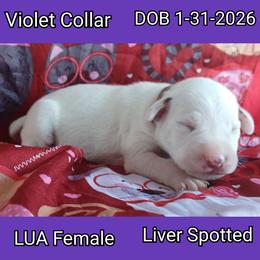 LUA LIVER SPOT GIRL - White and liver brown female Dalmatian puppy in Perry, Michigan from Mid-Michigan Dalmatians