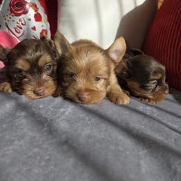 Maltese and Yorkshire Terrier Puppies from TLC Kennels TenderLittleCuties