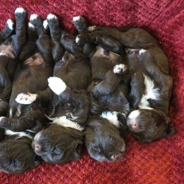 Portuguese Water Dog Puppies from Keehn-Country Porties