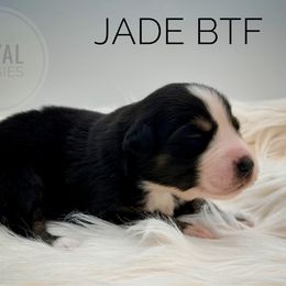 Jade - Black tri-color female Australian Shepherd puppy in Petersburg, Indiana from Royal Aussie’s