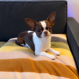 Chichirona - Chocolate and white female Chihuahua puppy in Brooklyn, New York from ,, Vajda” chihuahua club