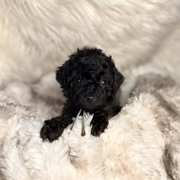 Truffle - Black male Poodle puppy in Allentown, Pennsylvania from Poodles Are Mixy