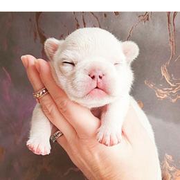 French Bulldog Puppies from PHP's Starbulls