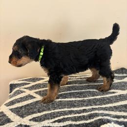 Goose - Black and tan male Airedale Terrier puppy in Huntersville, North Carolina from Cool Hand Luke Kennels