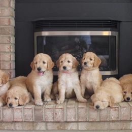 Goldendoodles from Prairie Doodle Dogs