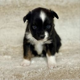 Navy - Black tri female Toy Australian Shepherd puppy in Colorado from Yampa Valley Aussies