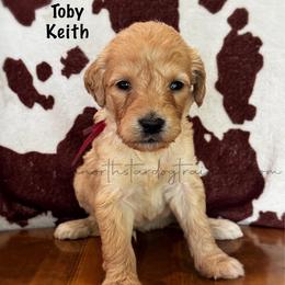 Toby Keith - Cream male Goldendoodle puppy in Lancaster, Minnesota from North Star Dog Training