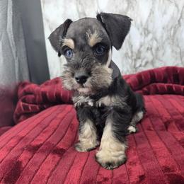 Aspen double blue eyes - Black and silver female Miniature Schnauzer puppy in Panama City, Florida from Emerald Coast Schnauzers