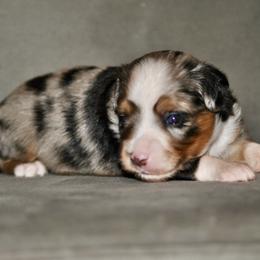Sterling - Blue merle male Toy Australian Shepherd puppy in Bixby, Oklahoma from Roeboat Aussies