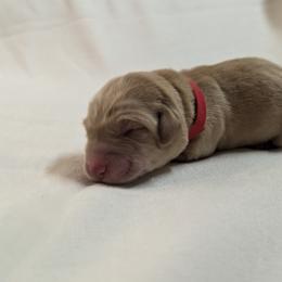 Dilute Retriever and Labrador Retriever Puppies from LC Hunting Labs, LLC.