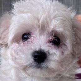 Maltese and Maltipoos from Iuliia Savisheva