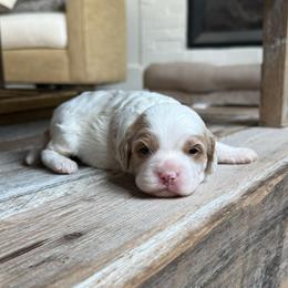 Bennett - Blenheim male Cavapoo puppy in Draper, Utah from Peaks Pups — Exceptional by Nature. Raised with Purpose.
