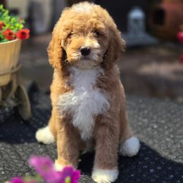 Patches' Blue Boy - Apricot male Goldendoodle puppy in Coppell, Texas from Bethel Stream Goldendoodles