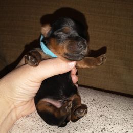 Yorkshire Terriers from Country Shepherds