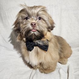 Shih Tzu Puppies from Adrianas Beautiful Shitzu’s
