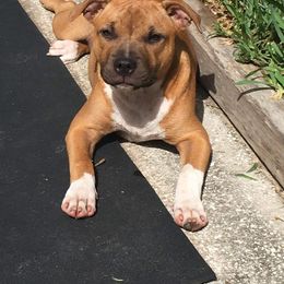 Staffordshire Bull Terrier Puppies from Rockstaff Staffords