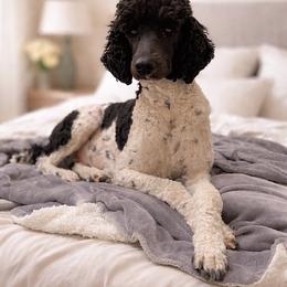 Pepper - Parti female Poodle puppy in Charlo, Montana from Heavenly Hilltop Farm