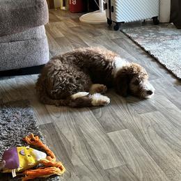 Angus- donated service dog - Aussiedoodle puppy from Love my doodles/ Aussiedoodle love