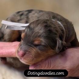 Carmel - Merle male Bernedoodle puppy in Mc Gaheysville, Virginia from Doting Doodles