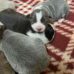 Skye - White and blue female Border Collie puppy in Ripley, Oklahoma from Adventure5 Border Collies