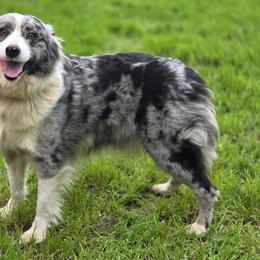 Skye - Companion Cross