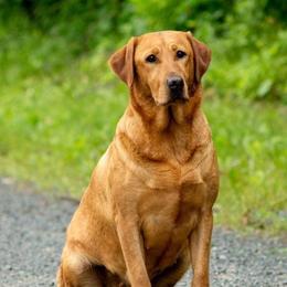 Shimmer - Labrador Retriever