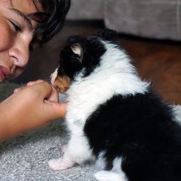 Pomsky, Rottweiler, Shetland Sheepdog, and Toy Shetland Sheepdog Puppies from Mountain High Kennels