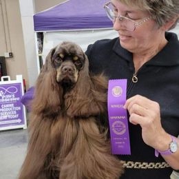 Windy - Cocker Spaniel