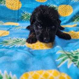 Poppy - Black and red female German Shepherd puppy in Los Lunas, New Mexico from Mali's German Shepherds LLC