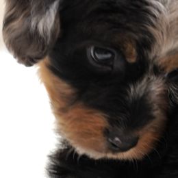 Aussiedoodles, Cavapoos, Miniature Australian Shepherds, and Toy Australian Shepherds from Blue Hue Aussies