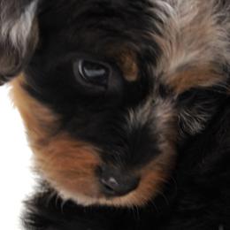 Aussiedoodles, Cavapoos, Miniature Australian Shepherds, and Toy Australian Shepherds from Blue Hue Aussies