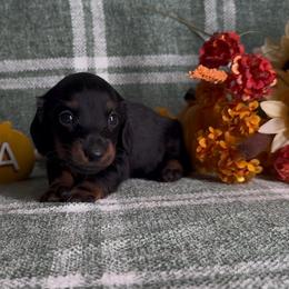 Boy 4 - Black and tan male Dachshund puppy in Alice, Texas from Crimson’s longhair Dachshunds