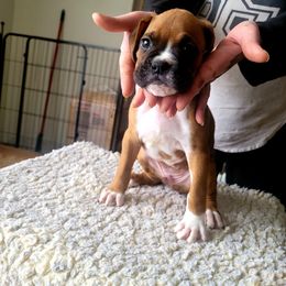 Boy 2 - Boxer puppy in Spring Hill, Florida from Prestige Boxers R US