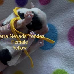 Yellow - Parti female Yorkshire Terrier puppy in South Lake Tahoe, California from Sierra Nevada Yorkies