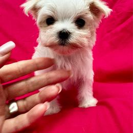 Bella Dolce 2 - White female Maltese puppy in Phoenix, Arizona from Bella Dolce Maltese