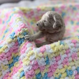 Pink Collar Girl - Cream female Goldendoodle puppy in Lenoir City, Tennessee from Niya’s Doodles