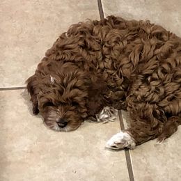 Cavapoo and Poodle Puppies from Happy Tails Poods and Doods