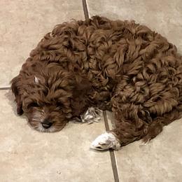 Cavapoo and Poodle Puppies from Happy Tails Poods and Doods