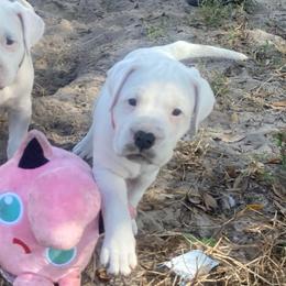Light Pink - White female Dogo Argentino puppy in Winter Haven, Florida from Wayward’s Dogos and Spellbound Greyhounds