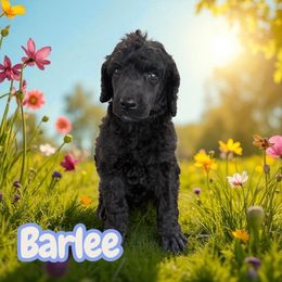 Boy 2 - Black male Poodle puppy in Port Orange, Florida from Daytona’s Standard Poodles