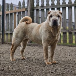 Tofu - Chinese Shar-Pei